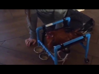 Australian woman makes wheelchairs for chickens