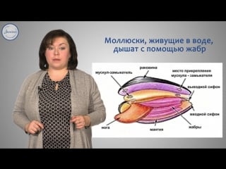 15 биология 7 тип моллюски общая характеристика типа