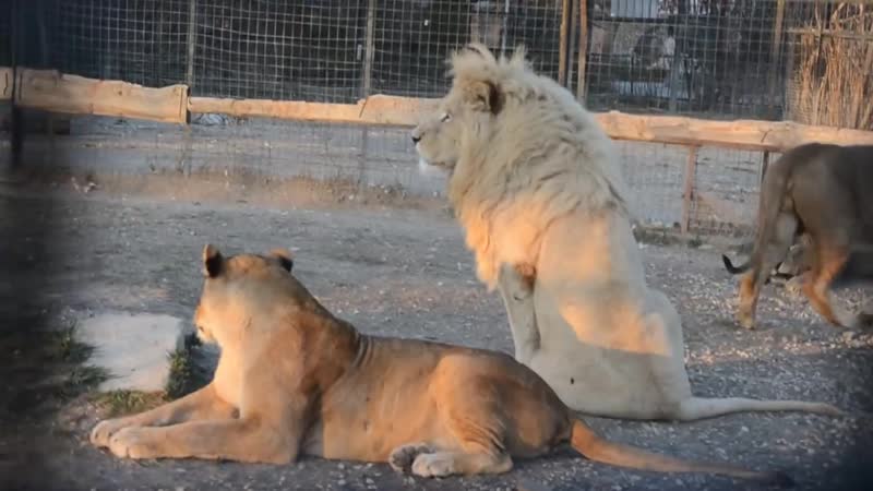 Лев гек затевает кипиш среди львов !