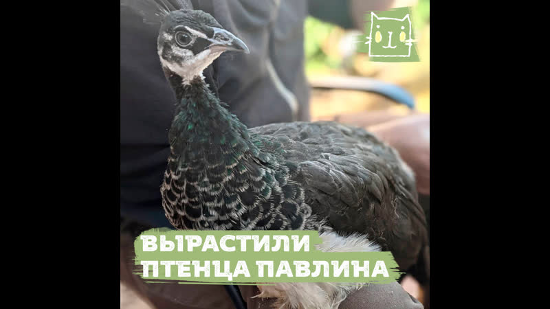Птенец павлина