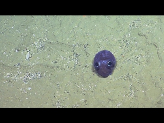 Cute bobtail squid nautilus live