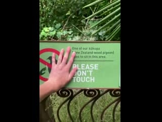 You mess with birb, you gonna derp