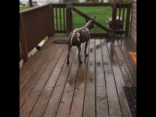 Ira initium insaniae est #228