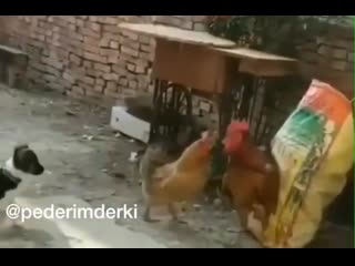 Senin gibi erkeğin ben karına ne yapıyorlar fikri