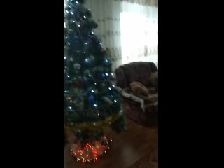 Vid 20201226 130243 mp4