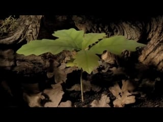 Acorn to oak filmed over an 8 month period time lapse