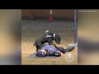 Police dog jumps up and down on agents chest in mock cpr demonstration