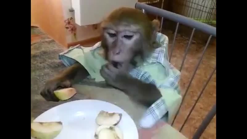 Rju vidos бухаем с обезьяной