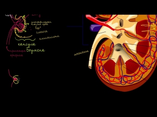Строение почки и нефрона