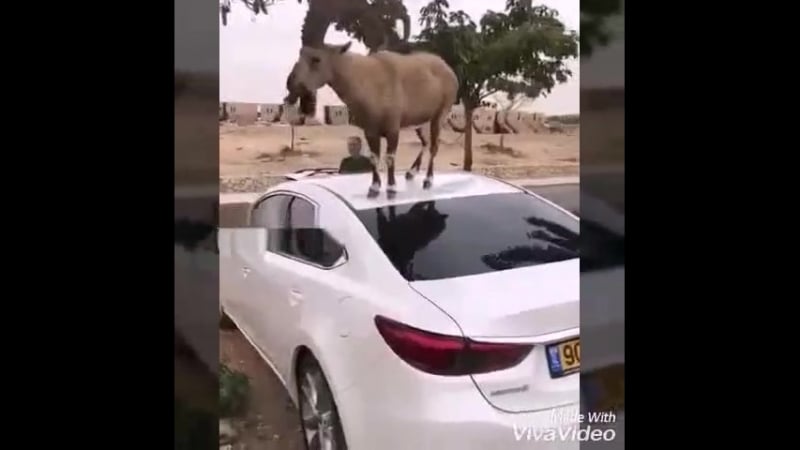 Козлик проголодался