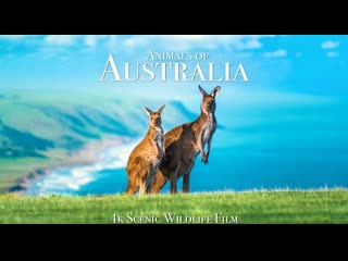 Молодые австралии porn of australia 4k scenic wildlife film with calming music