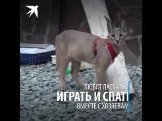 В ижевске семейная пара завела дома двух каракалов