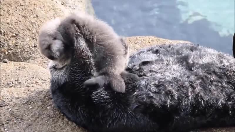 Милая выдра и ее детеныш