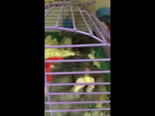 Сирийский "голодный"хомяк 😀