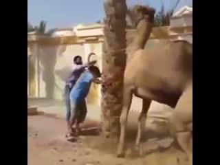 Верблюд наказывает бесовского биоробота