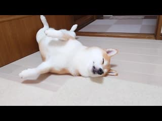 最近はドアストッパーになってます 白目にチョイ舌 ひねりも強い笑 柴犬 shiba