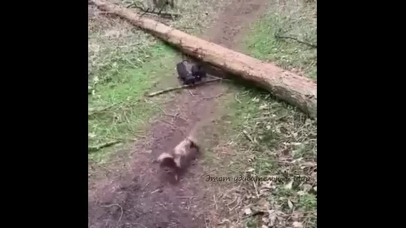 Вот, что значит настоящий, верный друг идеи для сада | дача | ландшафт| огород