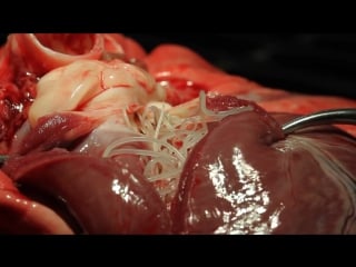 Сердечные черви