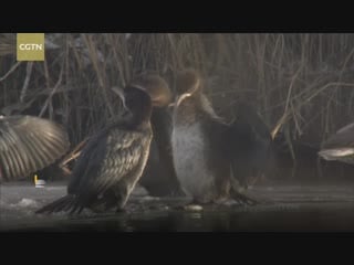 World endangered pygmy cormorants recorded in china for first time