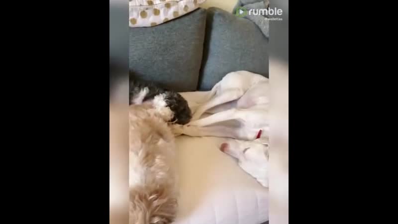 Сонное царство