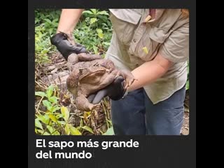 Hallan en australia el sapo más grande del mundo