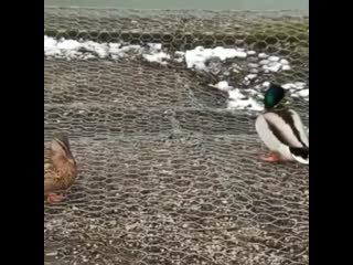 Семейная пара уток на передельцевском пруде