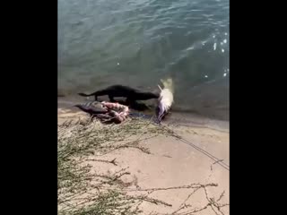 Tvoya rybalka chdgoxhh9vp mp4