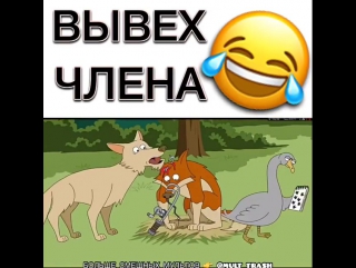 Вывих члена