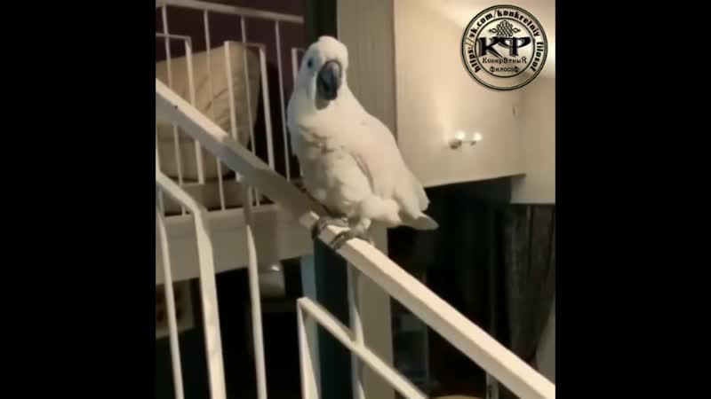 Пернатый разбойник