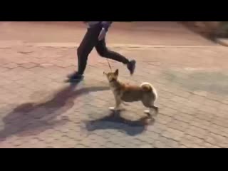 Видео от aka kitsune shiba inu perm