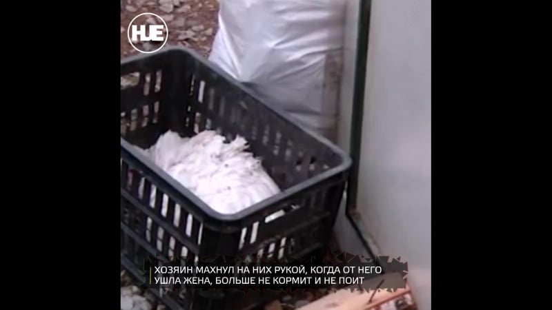 Под екатеринбургом в частном хозяйстве гибнут молодые