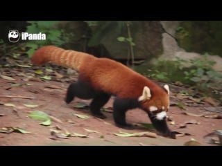 Cute alert! fuzzy wuzzy red pandas caught on camera