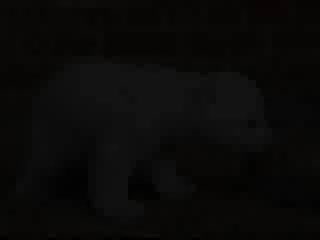 Knut song video knut the baby polar bear