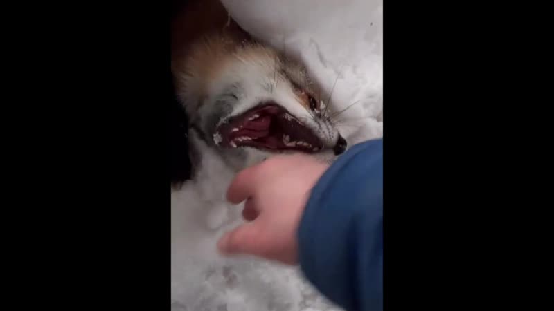 Дочка увидела, теперь лису хочет