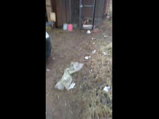 Vid 20200312 104107 mp4