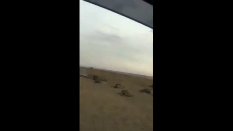 В забайкальских степях сейчас ад скот не успели эвакуировать сотни коров, овец и домашних свиней сгорели заживо