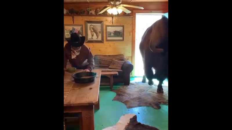 Наглый бизон