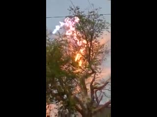 Tree grew too close to the power lines, nuevo laredo 2019