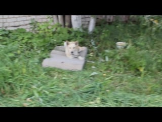 Лира гуляет на диване)