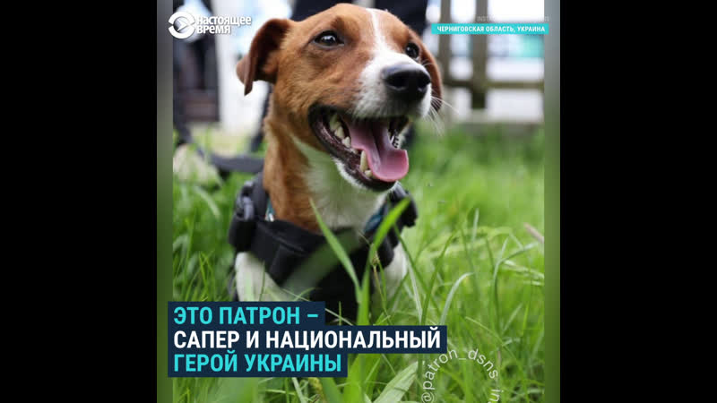 История пса патрона