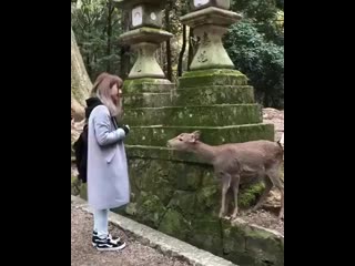 The globe wanderer on instagram bowing with deer(mp4) mp4