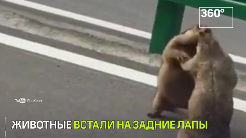 Толстые сурки дерутся