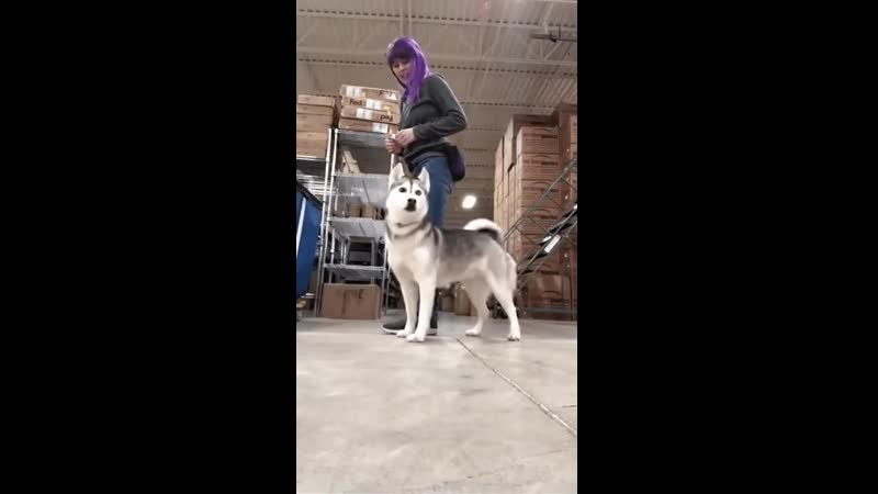 Husky porn video – Хаски (husky, сибирская хаски, сибирский хаски, ) молодые (секс, горячее, попа, щенки, щенок, ебля, пёсель, пёс, пёсик