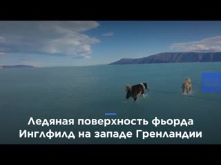 Видео | бегущие по водной глади