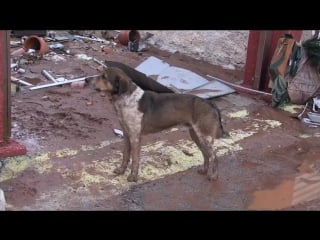 Environnement inondations quinze morts près d'athènes (vidéo afp))