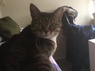 Owner asks cat if she is hungry #лучики счастья