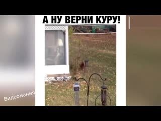 А ну верни куру