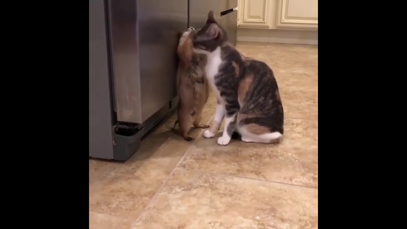 Суслик и котей