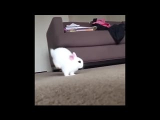 Hero bunny hoppy 😆