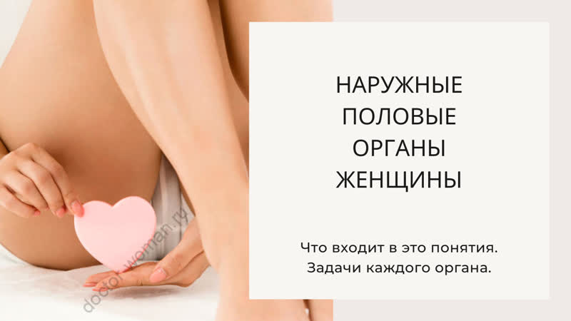 Строение и функции наружных половых органов женщины